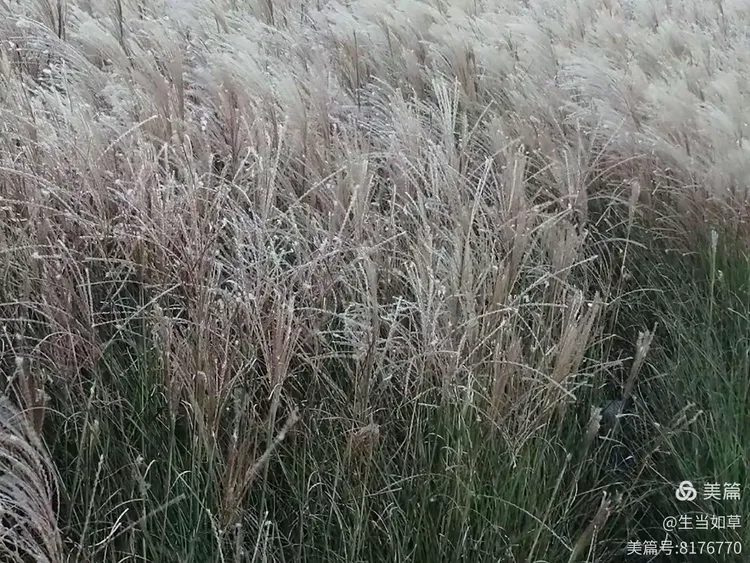 生当如草的美篇